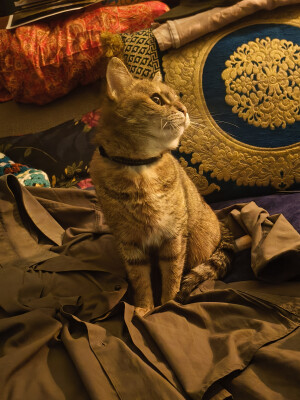 Lara zoekt een Studio / Appartement / Huurwoning in Den Haag